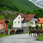 Equus ferus caballus.